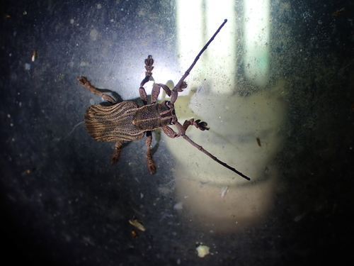 Cyrtogrammus