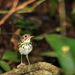 Snethlage's Antpitta - Photo (c) Douglas Bete, some rights reserved (CC BY-NC), uploaded by Douglas Bete