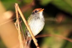 Poecilotriccus capitalis