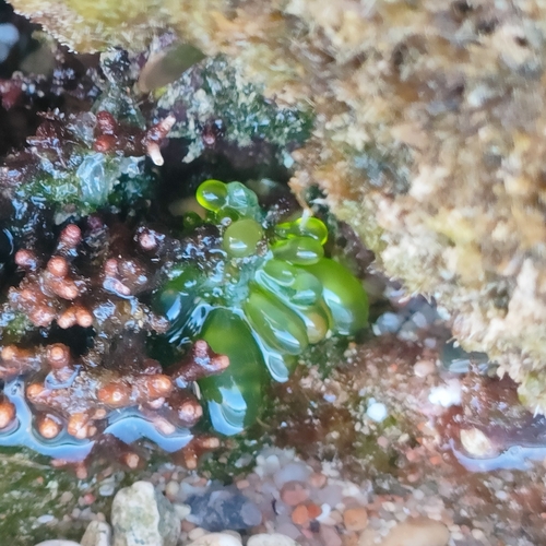 Sea Tube (Valonia utricularis)