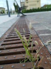 Setaria viridis