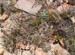 Wahlenbergia subulata