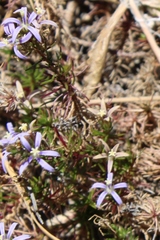 Wahlenbergia subulata