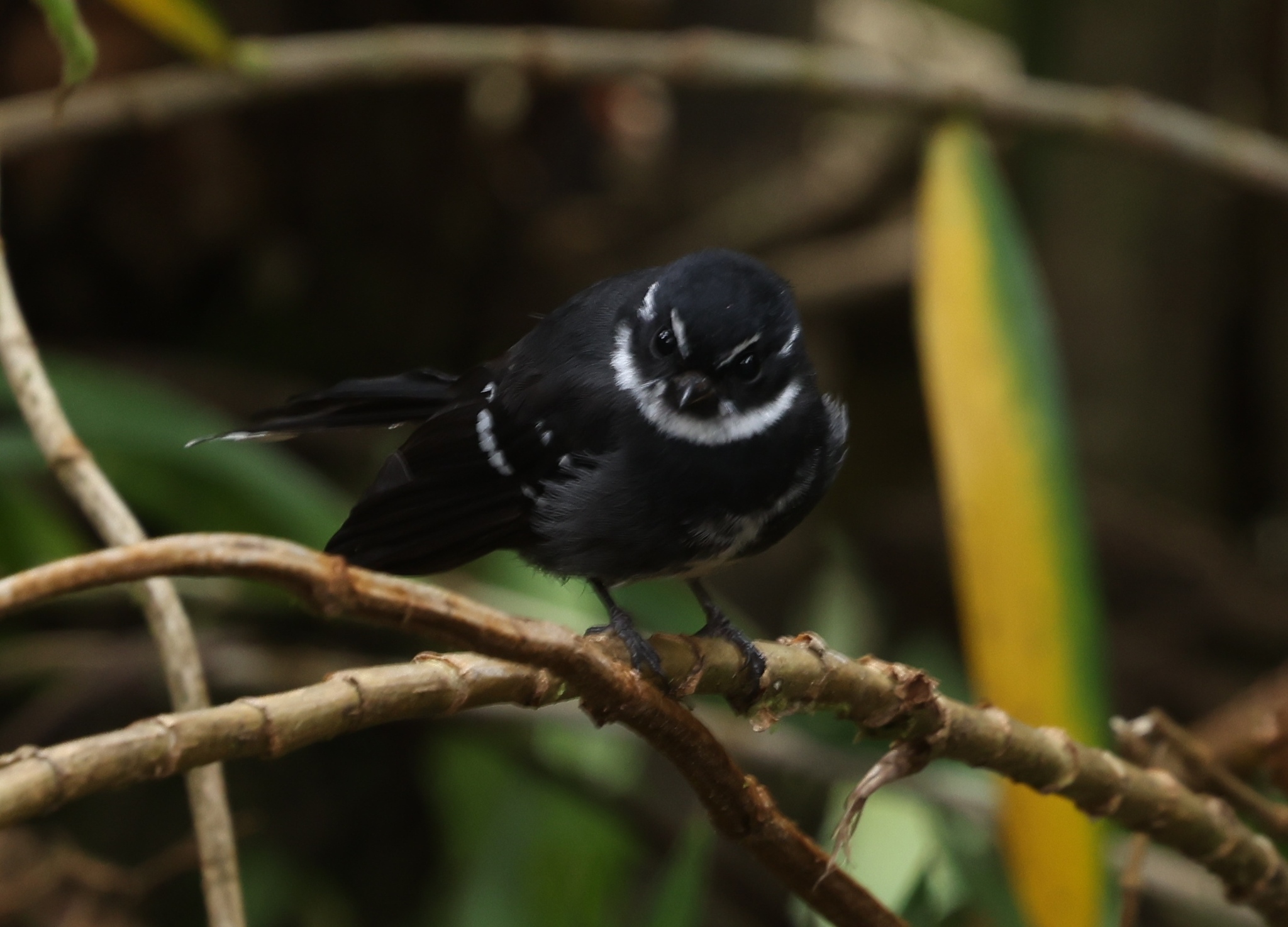 Friendly Fantail (Rhipidura albolimbata), photo 3