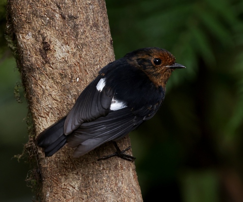 White-winged Robin (Melanodryas sigillata), photo 7