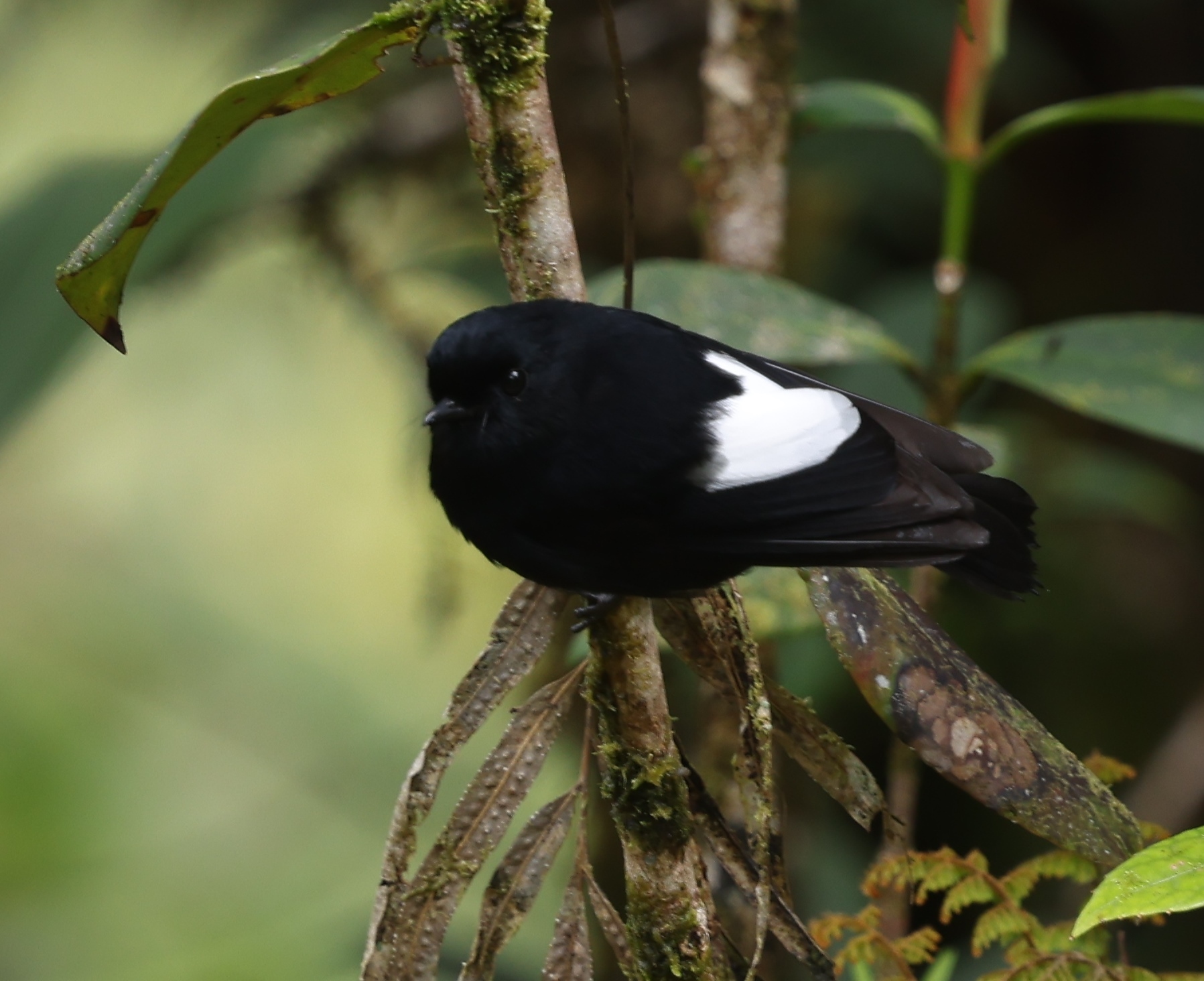 White-winged Robin illustration