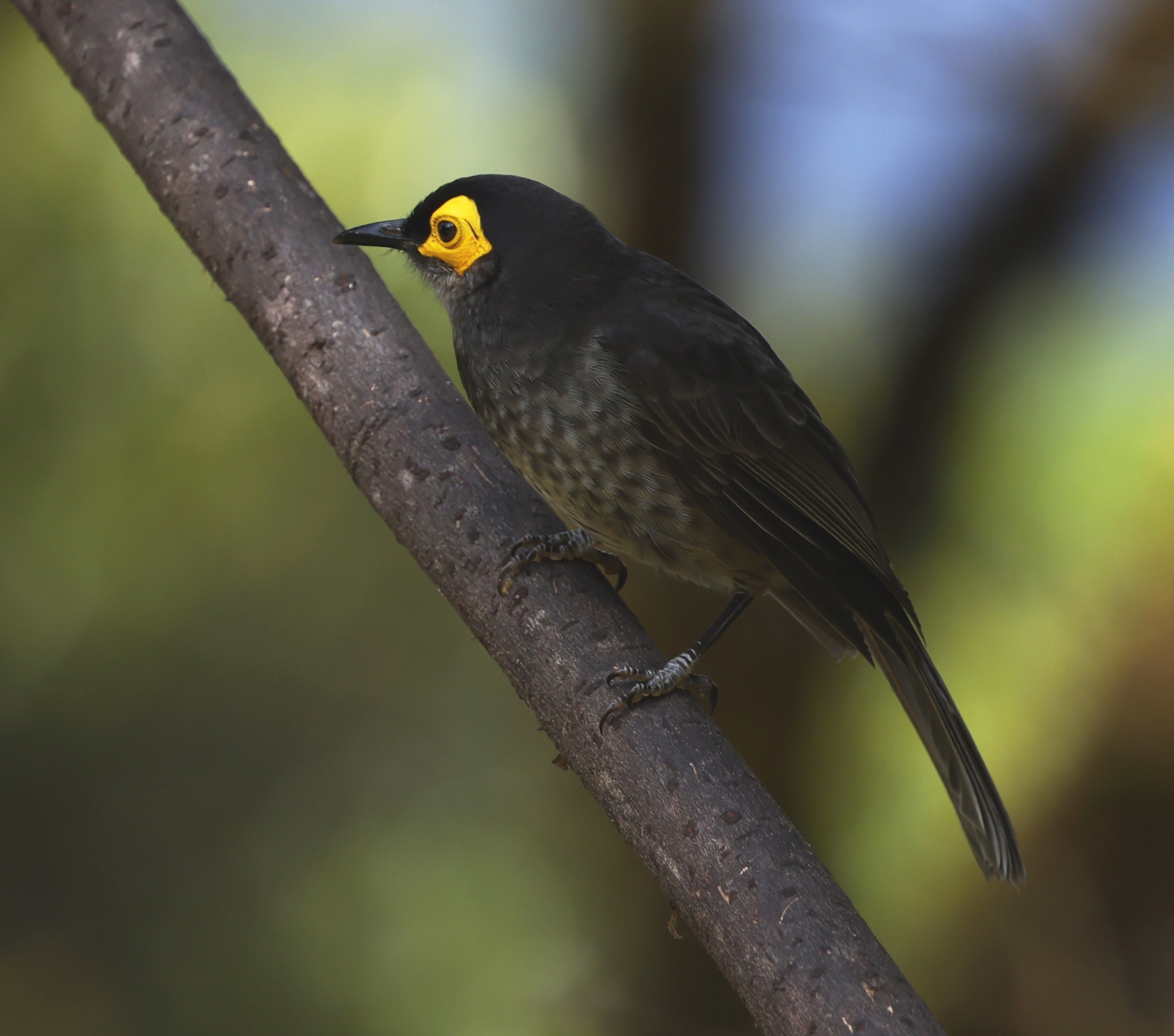 Common Smoky Honeyeater (Melipotes fumigatus), photo 3
