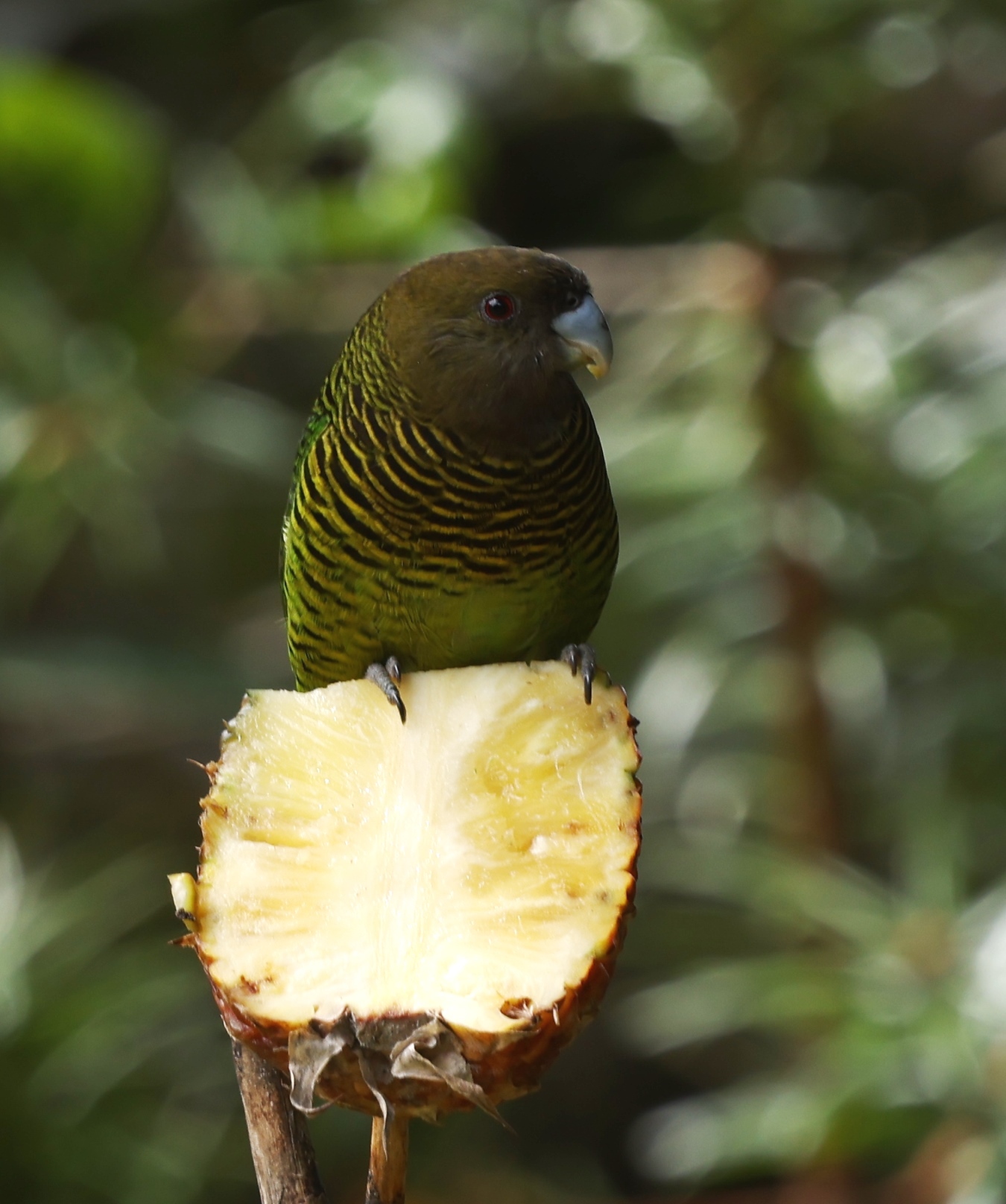 Brehm's Tiger Parrot (Psittacella brehmii), photo 3
