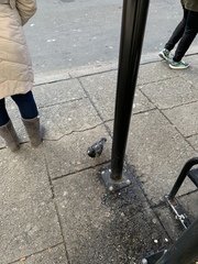Columba livia domestica