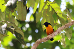 Euphonia rufiventris