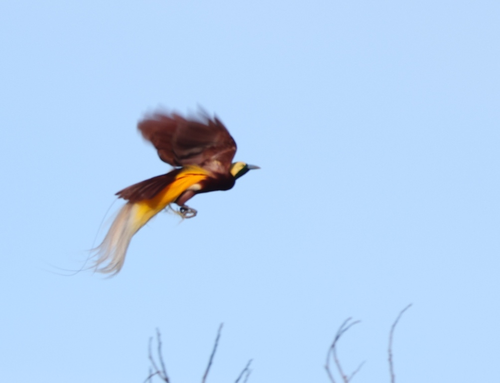 Lesser Bird-of-paradise (Paradisaea minor), photo 6