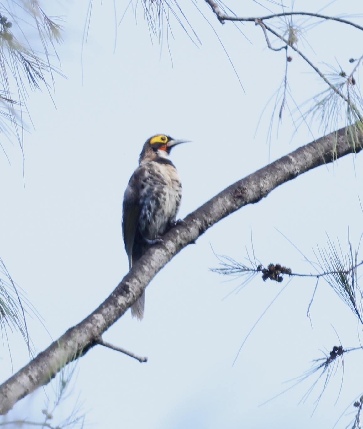 Ornate Melidectes (Melidectes torquatus), photo 9