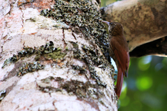 Lepidocolaptes fuscicapillus layardi