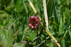 Geum rivale