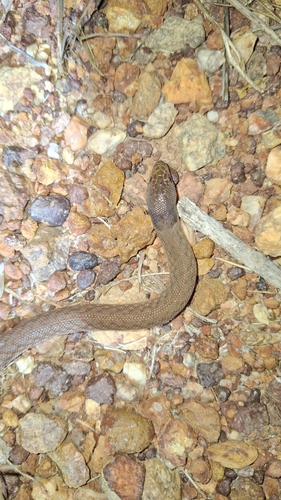 Northern Hooded Scaly-foot