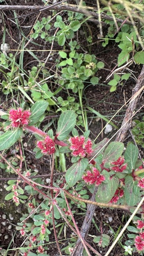 Euphorbia densiflora observed 2025-10-09
