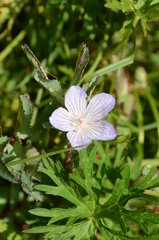 Geranium collinum