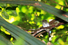 Hemitriccus griseipectus