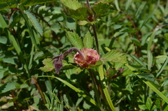 Geum rivale