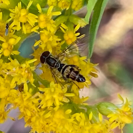 Unknown species found near Scott County, US-IA, US