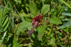 Geum rivale