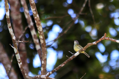 Zimmerius gracilipes