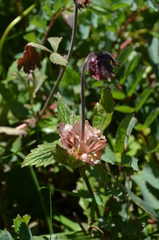 Geum rivale