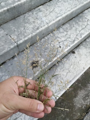 Eragrostis minor
