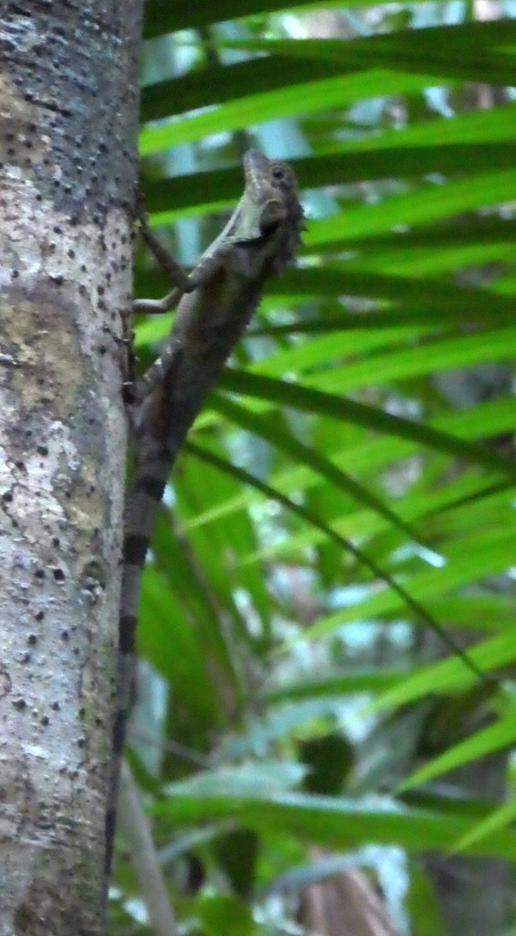 Modest Forest Dragon
