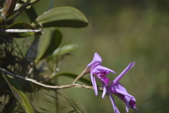 Laelia anceps