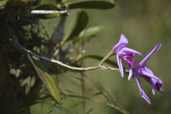 Laelia anceps