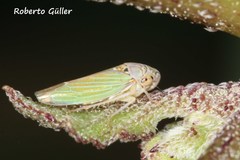 Bucephalogonia xanthophis