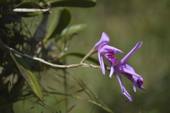 Laelia anceps