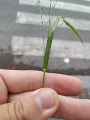 Poaceae