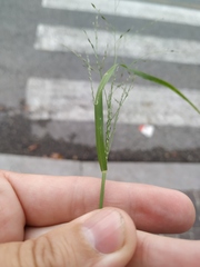 Poaceae