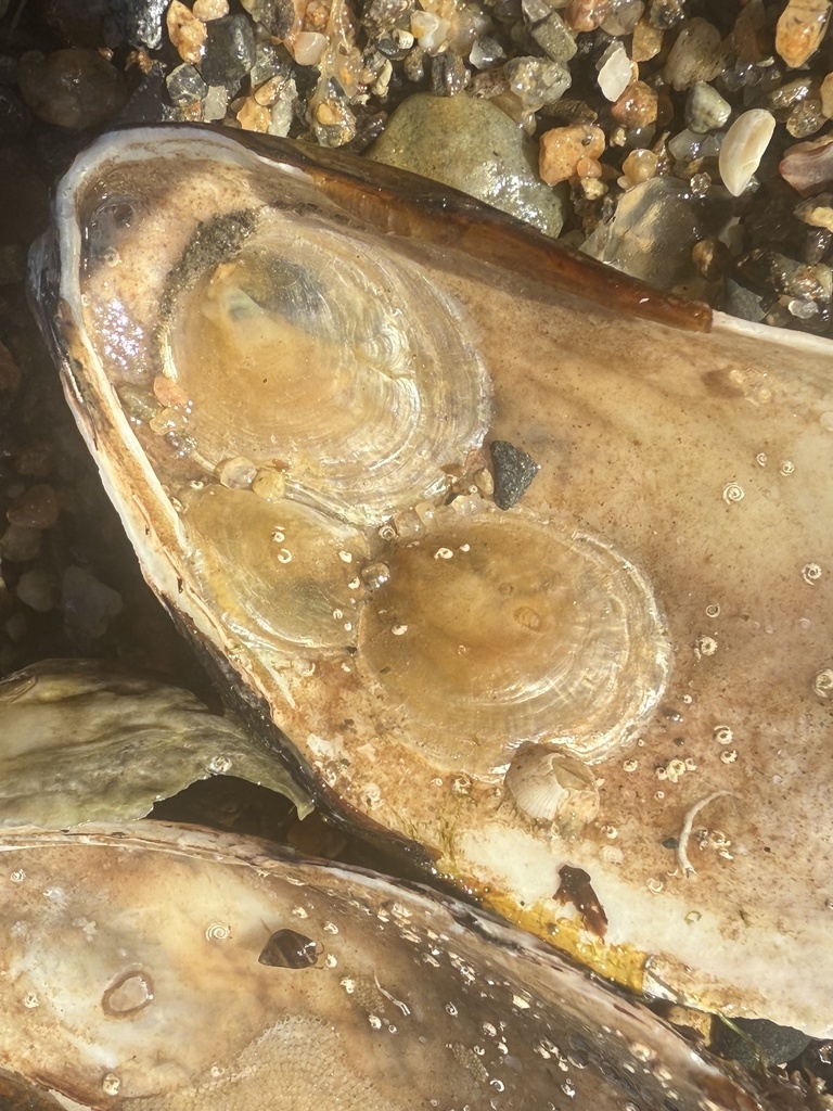 Common Jingle from Entrance Channel, Newport, RI, US on October 10 ...