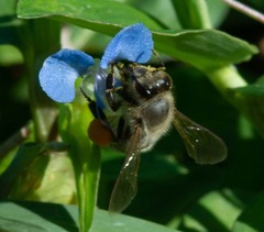 Apis mellifera