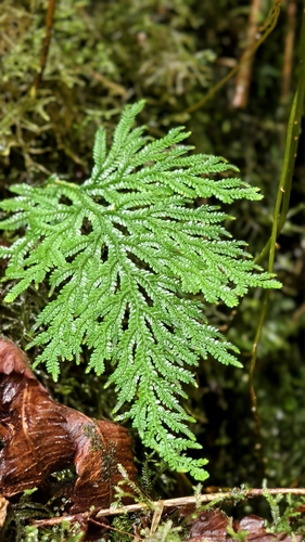 Selaginella arbuscula