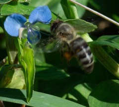 Apis mellifera