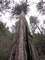 Calocedrus decurrens