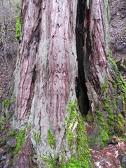 Calocedrus decurrens