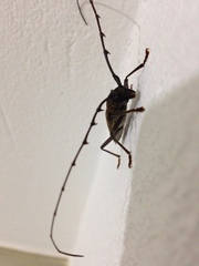 Juiaparus batus