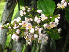 Adelobotrys adscendens