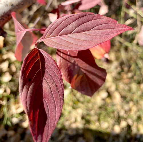 red osier dogwood