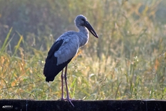 Anastomus oscitans