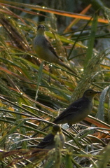 Motacilla citreola