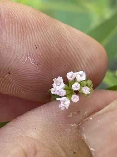 Slender spiderling (Boerhavia triquetra)