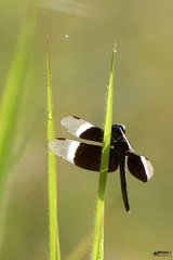 Neurothemis tullia