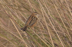 Cisticola juncidis