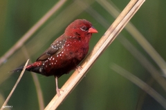Amandava amandava